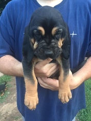 Bloodhound Puppy for sale in KINGS MOUNTAIN, NC, USA