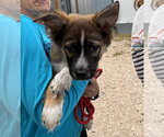 Small #1 Border Collie-Siberian Husky Mix