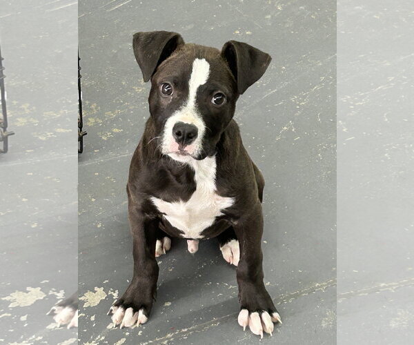 Medium Photo #3 American Pit Bull Terrier-Unknown Mix Puppy For Sale in Hillsboro, MO, USA