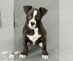 Small #2 American Pit Bull Terrier Mix