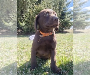 Labrador Retriever Puppy for Sale in GREENWOOD, Wisconsin USA