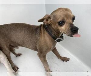 Chihuahua Dogs for adoption in Houston, TX, USA