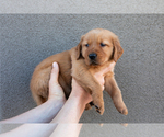 Small #1 Golden Retriever