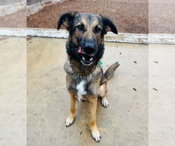 Medium Photo #3 German Shepherd Dog-Unknown Mix Puppy For Sale in Houston, TX, USA