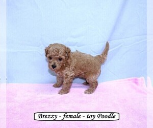 Medium Poodle (Toy)