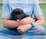Small #6 Australian Retriever