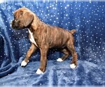 Small Photo #2 Boxer Puppy For Sale in CHILHOWEE, MO, USA