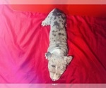 Small #4 American Bully