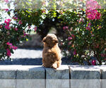 Small Photo #10 ShihPoo Puppy For Sale in WARSAW, IN, USA
