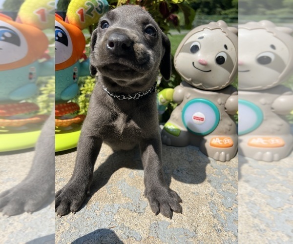 Medium Photo #10 Labrador Retriever Puppy For Sale in NEOLA, WV, USA
