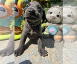Small #9 Labrador Retriever