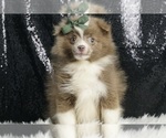 Puppy 13 Pomeranian