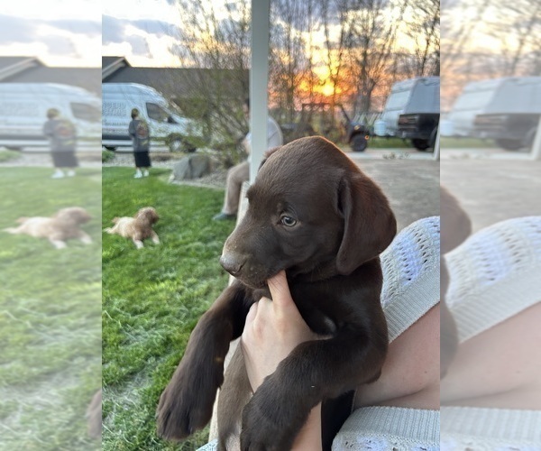 Medium Photo #10 Labrador Retriever Puppy For Sale in FREDERICKSBG, OH, USA