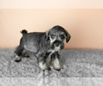 Small Photo #19 Schnauzer (Miniature) Puppy For Sale in MILLERSBURG, IN, USA