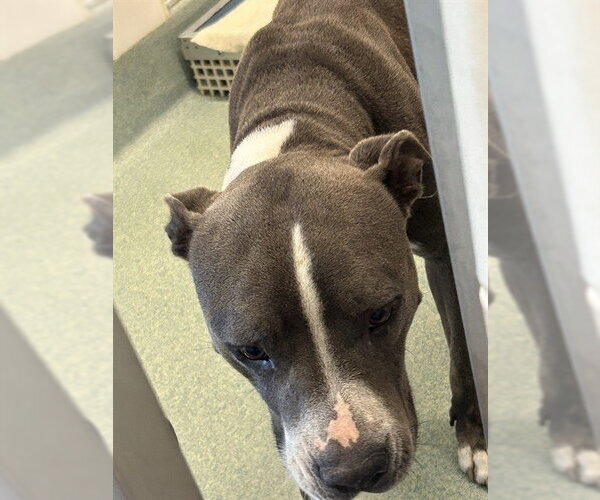 Medium Photo #1 Staffordshire Bull Terrier-Unknown Mix Puppy For Sale in Plano, TX, USA