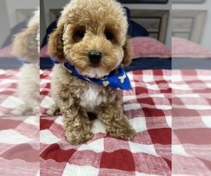 ShihPoo Puppy for sale in RICHMOND, IL, USA