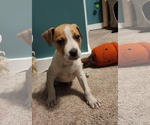 Small #9 American Pit Bull Terrier-Labrador Retriever Mix