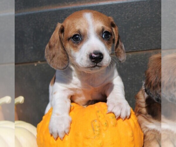Medium Photo #1 Dachshund Puppy For Sale in MYERSTOWN, PA, USA