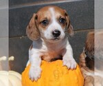 Small Photo #1 Dachshund Puppy For Sale in MYERSTOWN, PA, USA