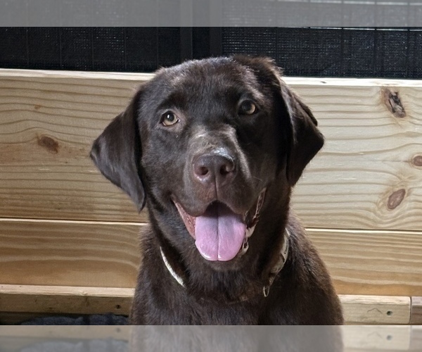Medium Photo #1 Labrador Retriever Puppy For Sale in DOYLESTOWN, OH, USA