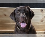 Small Photo #1 Labrador Retriever Puppy For Sale in DOYLESTOWN, OH, USA