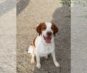 Father of the Brittany puppies born on 07/26/2020