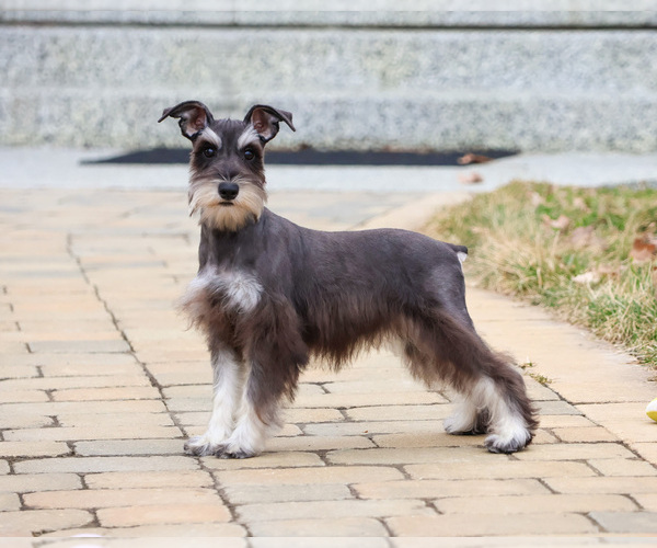 Medium Photo #4 Schnauzer (Miniature) Puppy For Sale in SYRACUSE, IN, USA