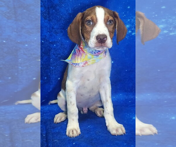 Medium Photo #3 Labrador Retriever-Unknown Mix Puppy For Sale in Wetumpka, AL, USA