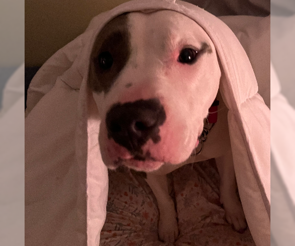 Medium Photo #10 American Pit Bull Terrier-Unknown Mix Puppy For Sale in Virginia Beach, VA, USA
