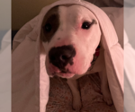 Small #9 American Pit Bull Terrier Mix