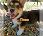 Puppy Ross Pembroke Welsh Corgi
