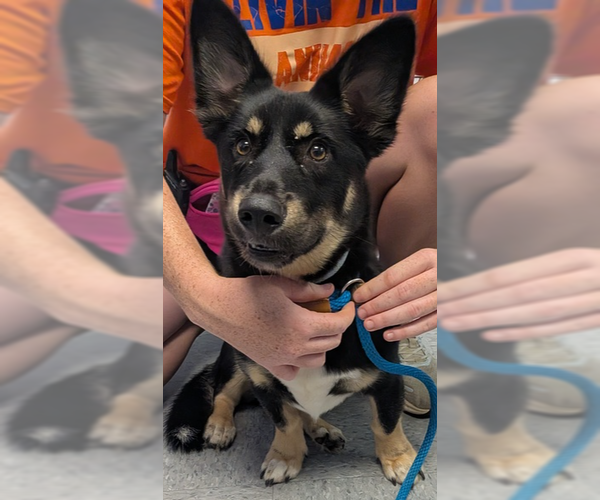 Medium Photo #3 Scottish Collisky Puppy For Sale in Evansville, IN, USA