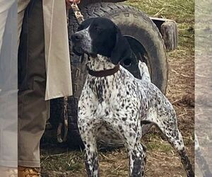 Father of the German Shorthaired Pointer puppies born on 06/26/2025