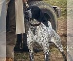 Small Photo #1 German Shorthaired Pointer Puppy For Sale in HOT SPRINGS, VA, USA