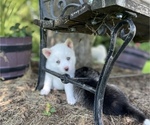 Small Photo #4 Pomsky Puppy For Sale in WOODSTOCK, IL, USA