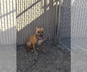 Mutt Dogs for adoption in Palmetto, FL, USA