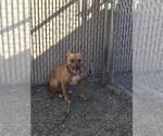 HANNAH - Female Mutt Dog for Adoption - Small photo