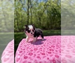 Small #2 Pomsky
