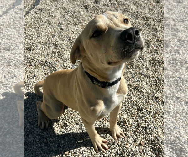 Medium Photo #5 Pointer-Unknown Mix Puppy For Sale in Jefferson, WI, USA