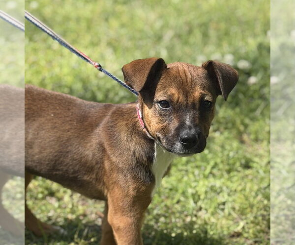Medium Photo #1 Labrador Retriever-Unknown Mix Puppy For Sale in Yardley, PA, USA