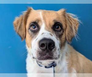 Australian Shepherd-Saint Bernard Mix Dogs for adoption in San Clemente, CA, USA