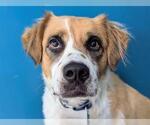 Small Australian Shepherd-Saint Bernard Mix