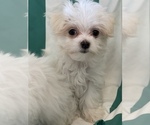 Small Photo #3 Maltese Puppy For Sale in NEWPORT BEACH, CA, USA