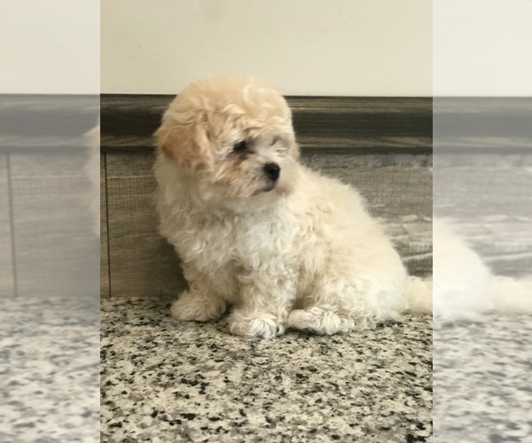Medium Photo #7 Zuchon Puppy For Sale in PEMBROKE, KY, USA