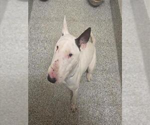 Bull Terrier Dogs for adoption in Houston, TX, USA