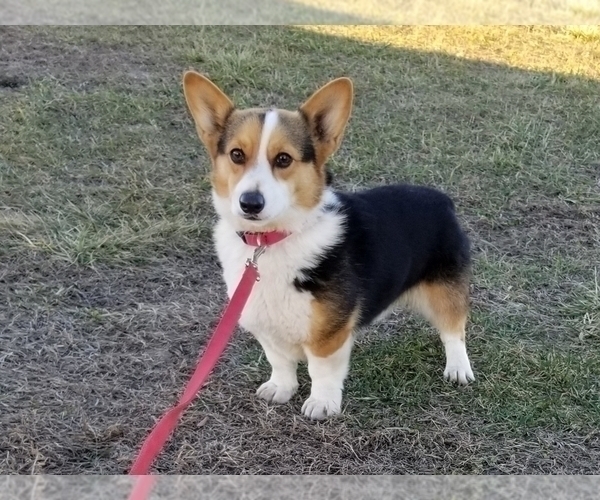 Medium Photo #1 Pembroke Welsh Corgi Puppy For Sale in CLARK, MO, USA