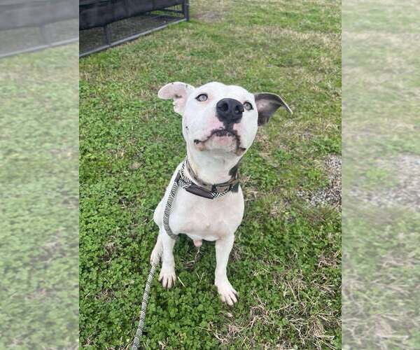 Medium Photo #4 Mutt Puppy For Sale in Abbeville, LA, USA