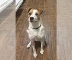 Small Jack Russell Terrier Mix