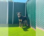 Small #1 Rottweiler Mix