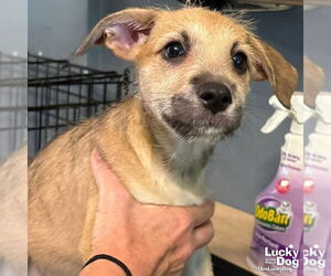 Mutt Dogs for adoption in Washington, DC, USA